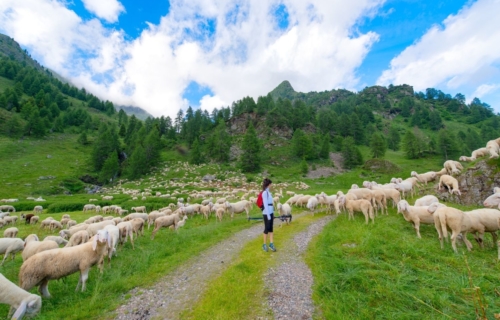 transhumance des brebis